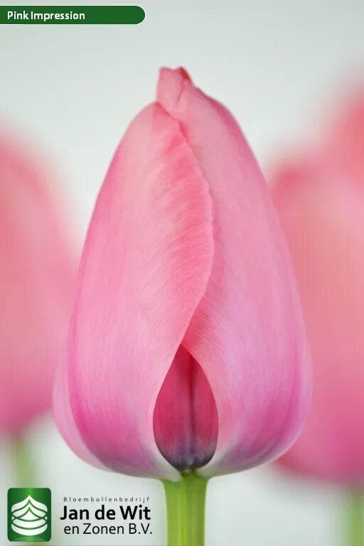 Тюльпан Pink Impression Тюльпаны - купить, 42,30 грн. цена в Украине NOVAFLORA