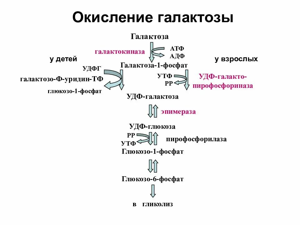 Взаимопревращения фруктозы-Глюкозы-галактозы схема. Обмен фруктозы биохимия схема. Обмен фруктозы и галактозы биохимия реакции. Превращение фруктозы и галактозы в печени. Обмен фруктозы