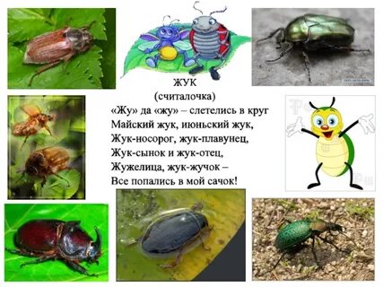 Чем отличается майский жук