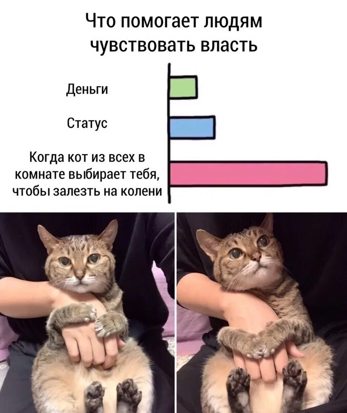 Помоги выбрать кота. Кот Мем. Когда кот выбрал тебя. Кот выбирает. Коты юмор.