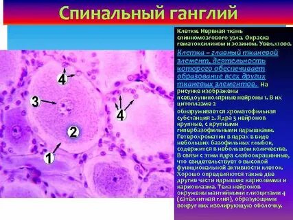 Цистология