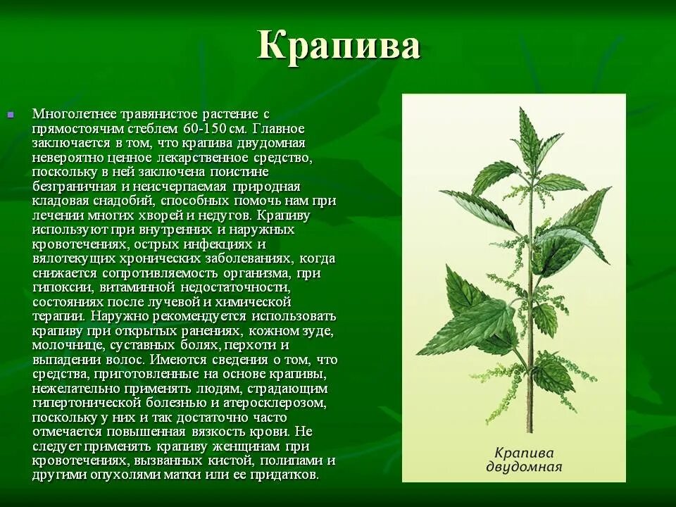 Рассказ о крапиве. Доклад про крапиву. Лечебные растения. Крапива лекарственное растение. Сообщение о крапиве лечебном растении.