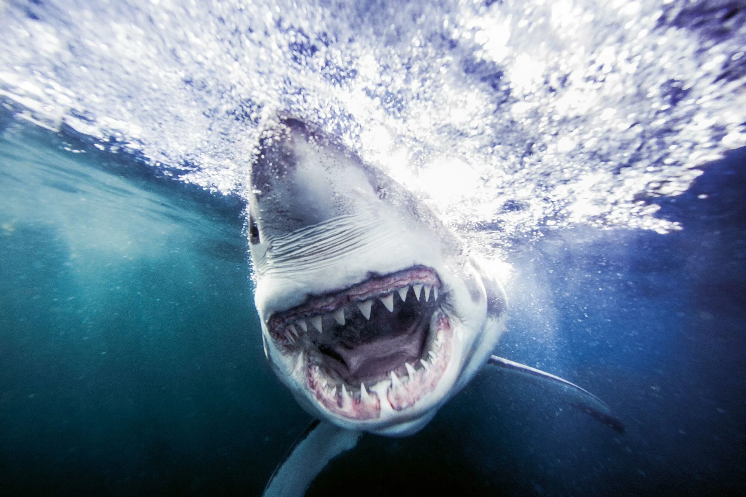Акула открывает рот. Акула белая, акула-людоед, кархародон. Белая акула людоед кархародон. Tiburon Blanco.