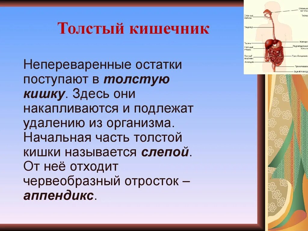 Непереваренные остатки накапливаются в. Непереваренные остатки пищи удаляются из организма. Непереваренные остатки пищи. Непереваренные остатки пищи накапливаются в толстой кишке. Пища непереваренная через час