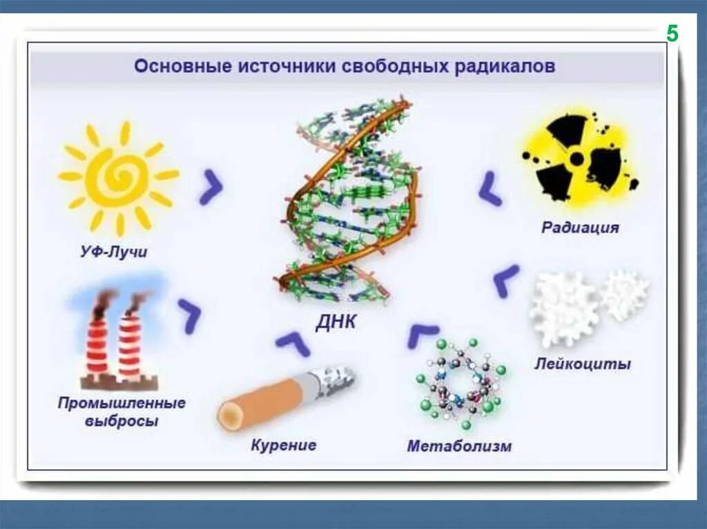 Высшие радикалы. Свободные радикалы что это такое в организме человека. Образование свободных радикалов в организме. Источники свободных радикалов в организме. Влияние свободных радикалов на клетку.