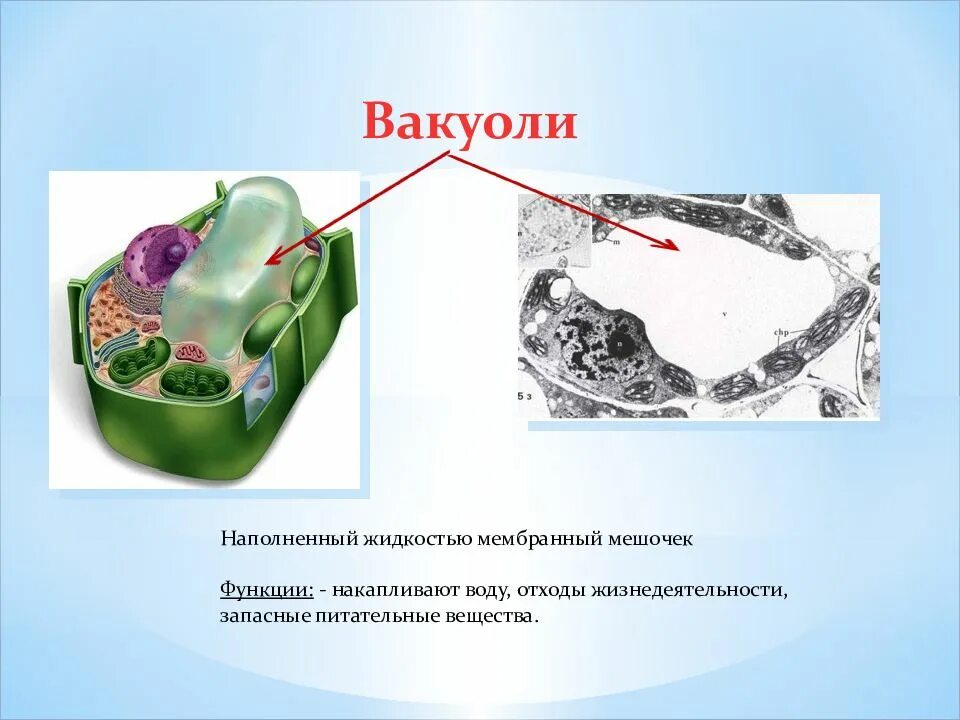 Что накапливают вакуоли. Вакуоли грибной клетки. Запасные питательные вещества клетки. Вакуоль с жидкостью.