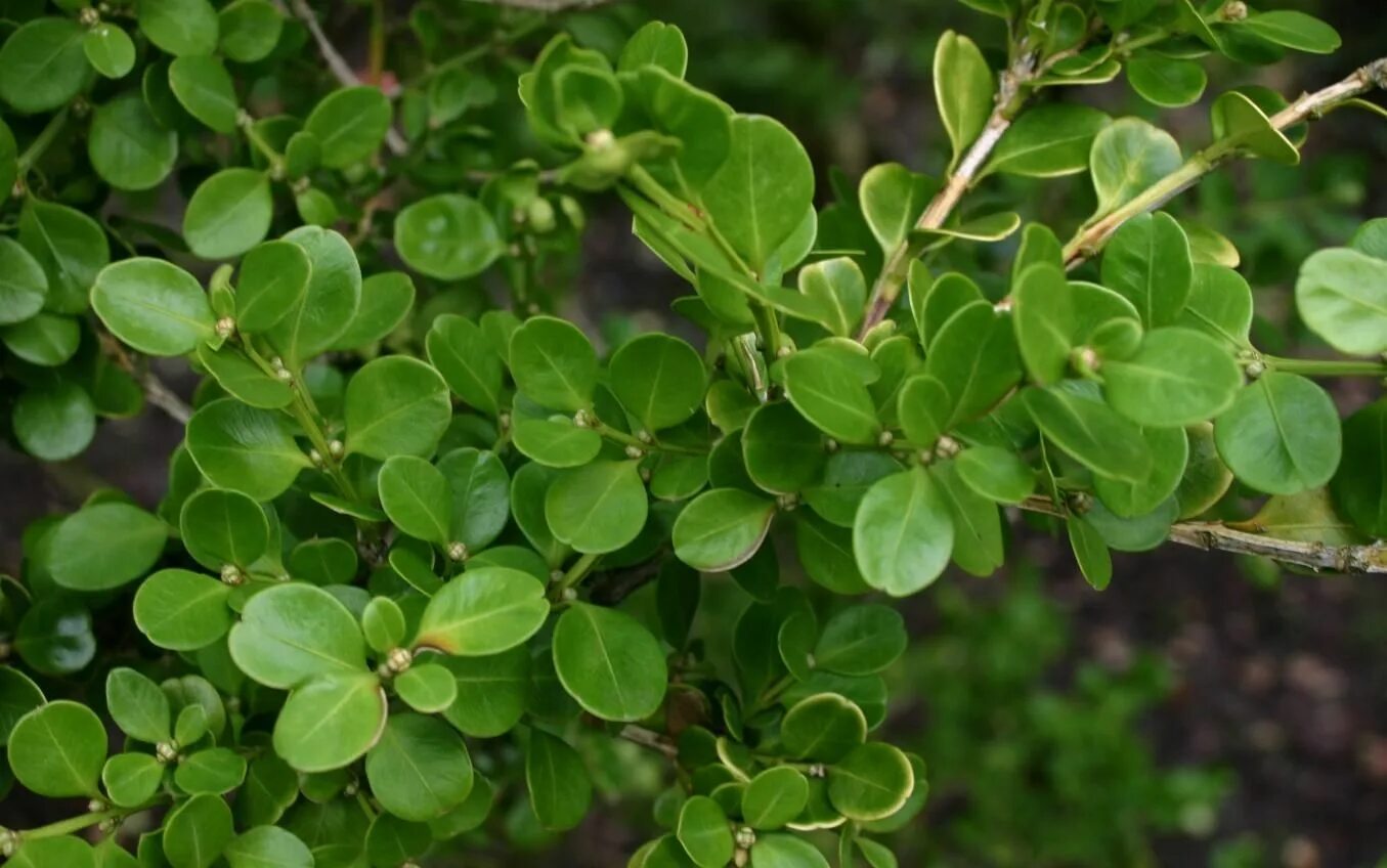 Самшит Буксус. Самшит Buxus microphylla. Самшит вечнозеленый suffruticosa. Самшит колхидский куст.