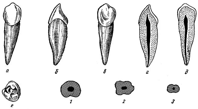 строение зуба клыка
