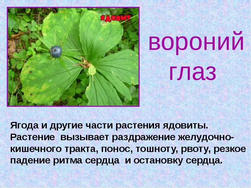 Ядовитые растения. Сообщение об опасном растении. Ядовитые растения доклад. Опасные растения описание. Ядовитые растения.