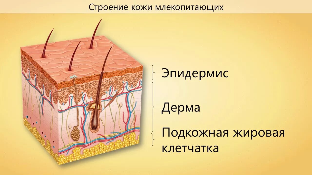 Строение кожи млекопитающих эпидермис дерма. Дерма и подкожная жировая клетчатка. Эпидермис дерма подкожная клетчатка. Волосяной фолликул и луковица.