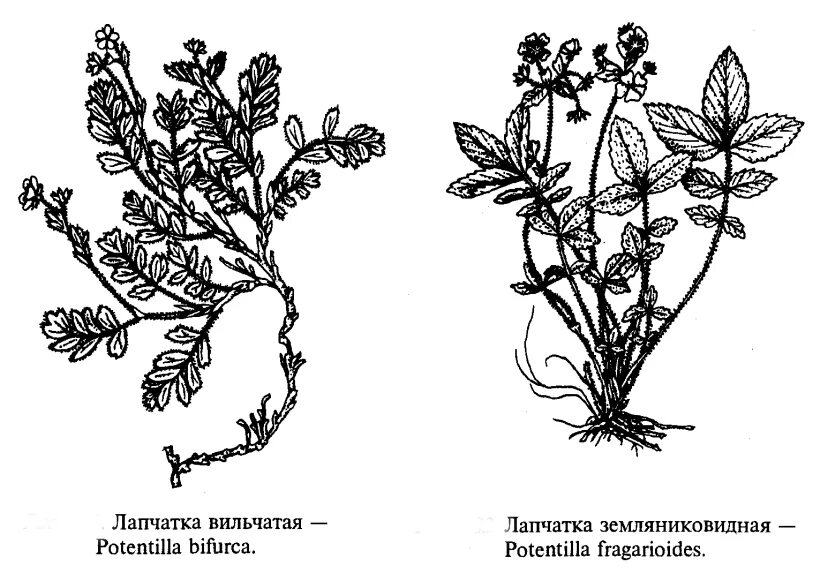 Как размножить лапчатку