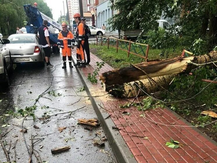 М 5 упал. Ураганы в России. Упавшее дерево. Поваленные деревья в городе.