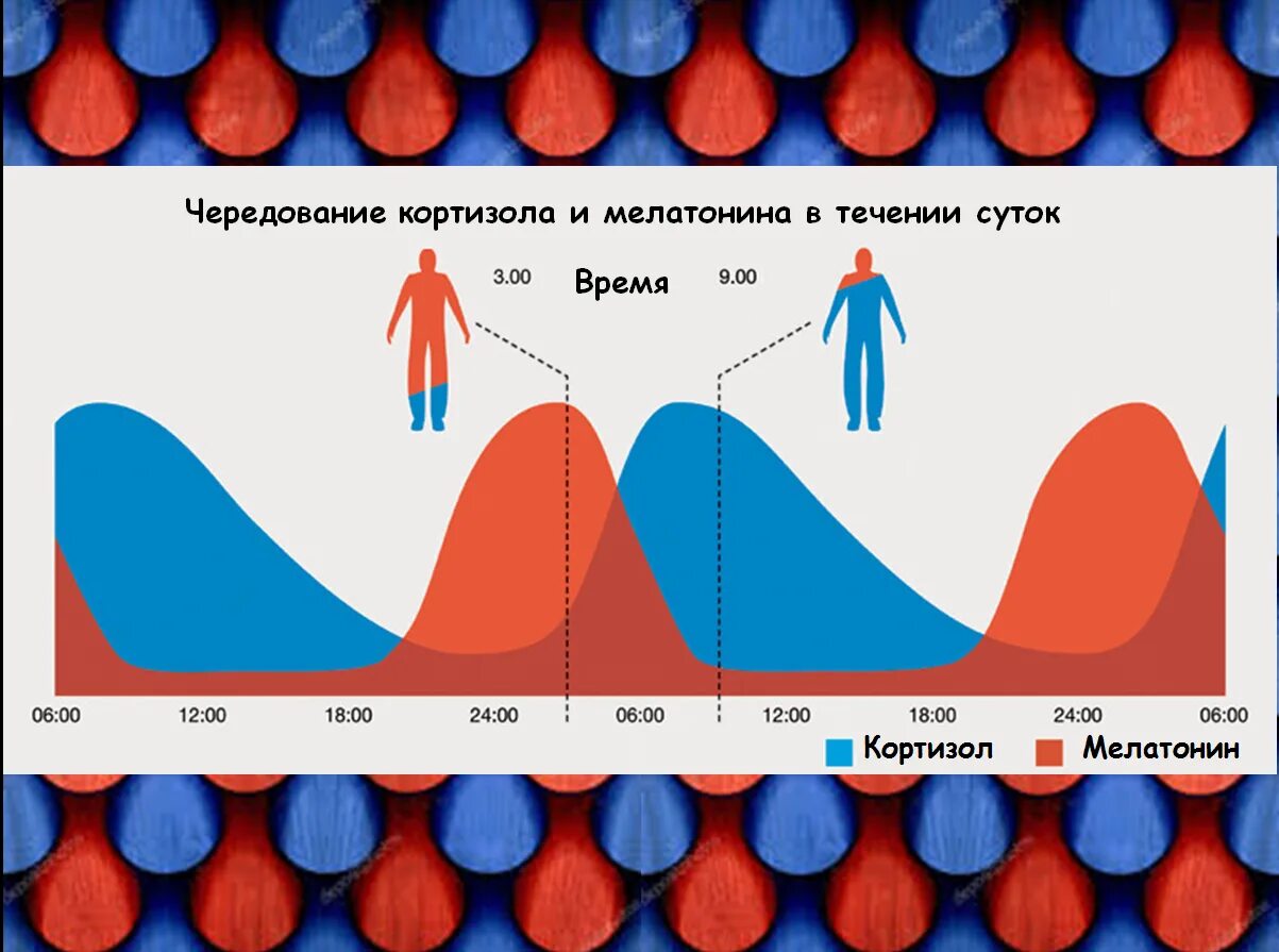 Выработка мелатонина и кортизола. Цикл кортизола. Суточный график кортизола. График мелатонина и кортизола. Пик активности мужчин