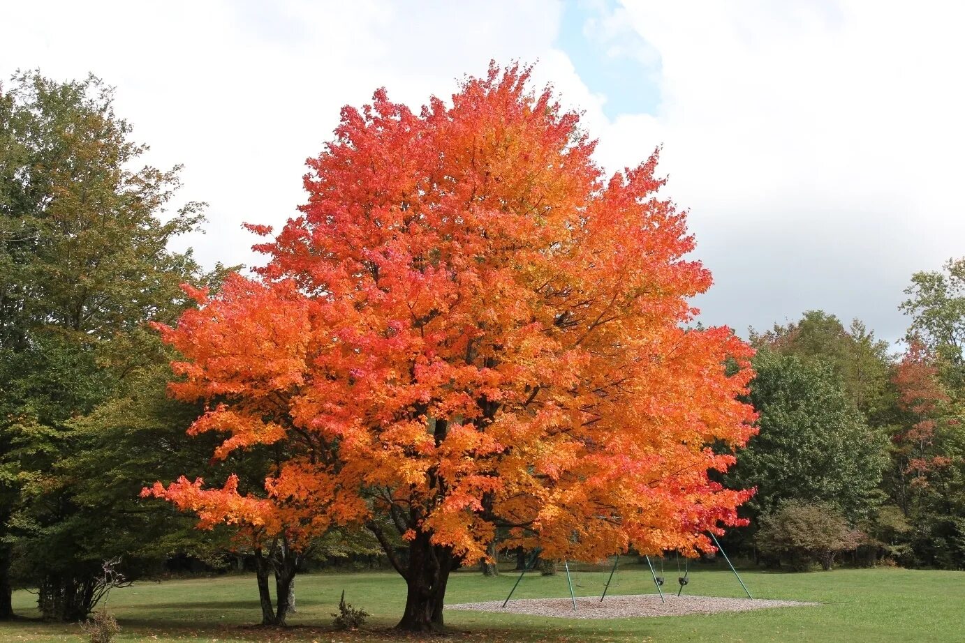 Maple tree
