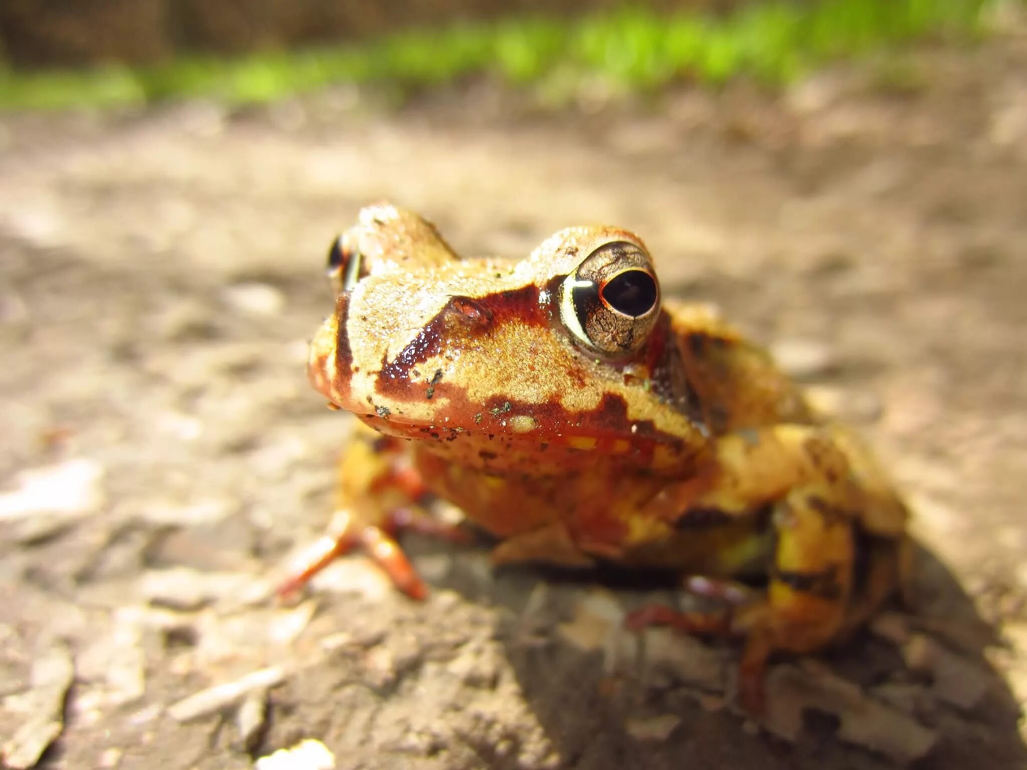 Бурая жаба Bufo guttata. Сверчковая квакша. Сверчковая жаба. Лягушка золотоглазая. Лягушка беспозвоночная