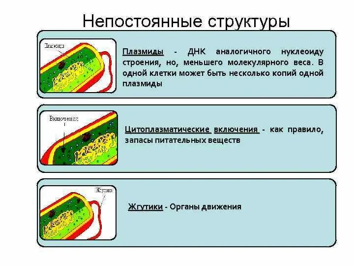 В каких структурах содержится запас питательных веществ. Включения бактерий функции. Включение питательных веществ в бактериальной клетке. Включения бактериальной клетки микробиология. Строение включений бактерий.