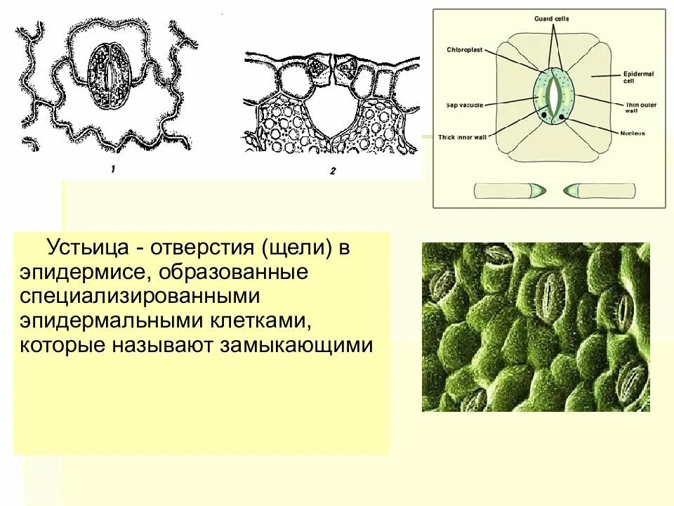 Устьице растения выполняет функцию