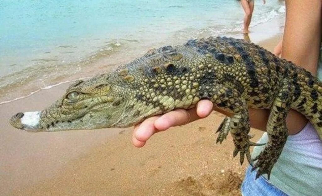 Черноморский крокодил. Крокодил на пляже. Животные Анапы. Пляж крокодилов.