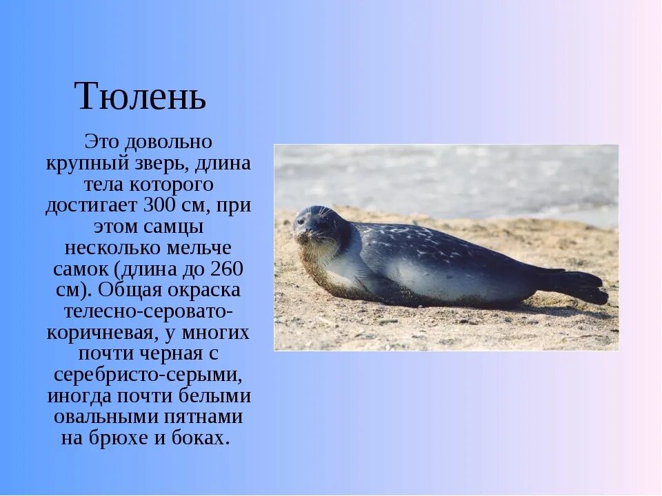 Тюлени самые игривые из ластоногих тип текста. Тюлени самые игривые из ластоногих тип текста