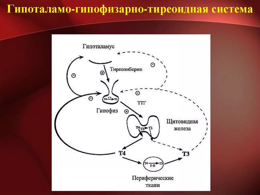 Принцип обратной связи гормонов гипофиза. Секреция гормонов щитовидной железы схема. Гипоталамо гипофизарная система и щитовидная железа. Схема гипоталамо-гипофизарной системы щитовидной железы. Гипоталамус гипофиз щитовидная железа схема.