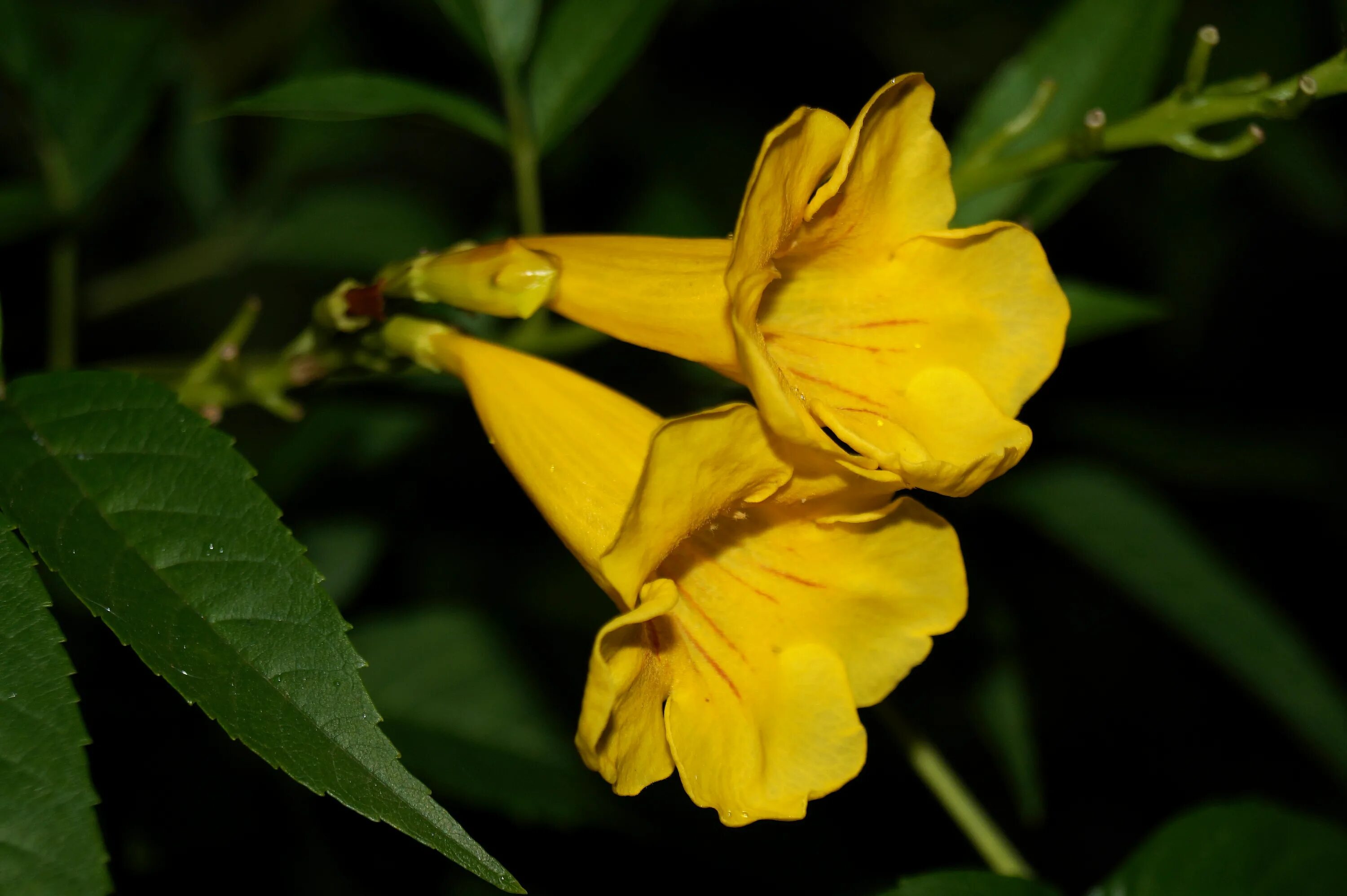 Poisonous flower. Tecoma Stans. Текома прямостоячая из семян.