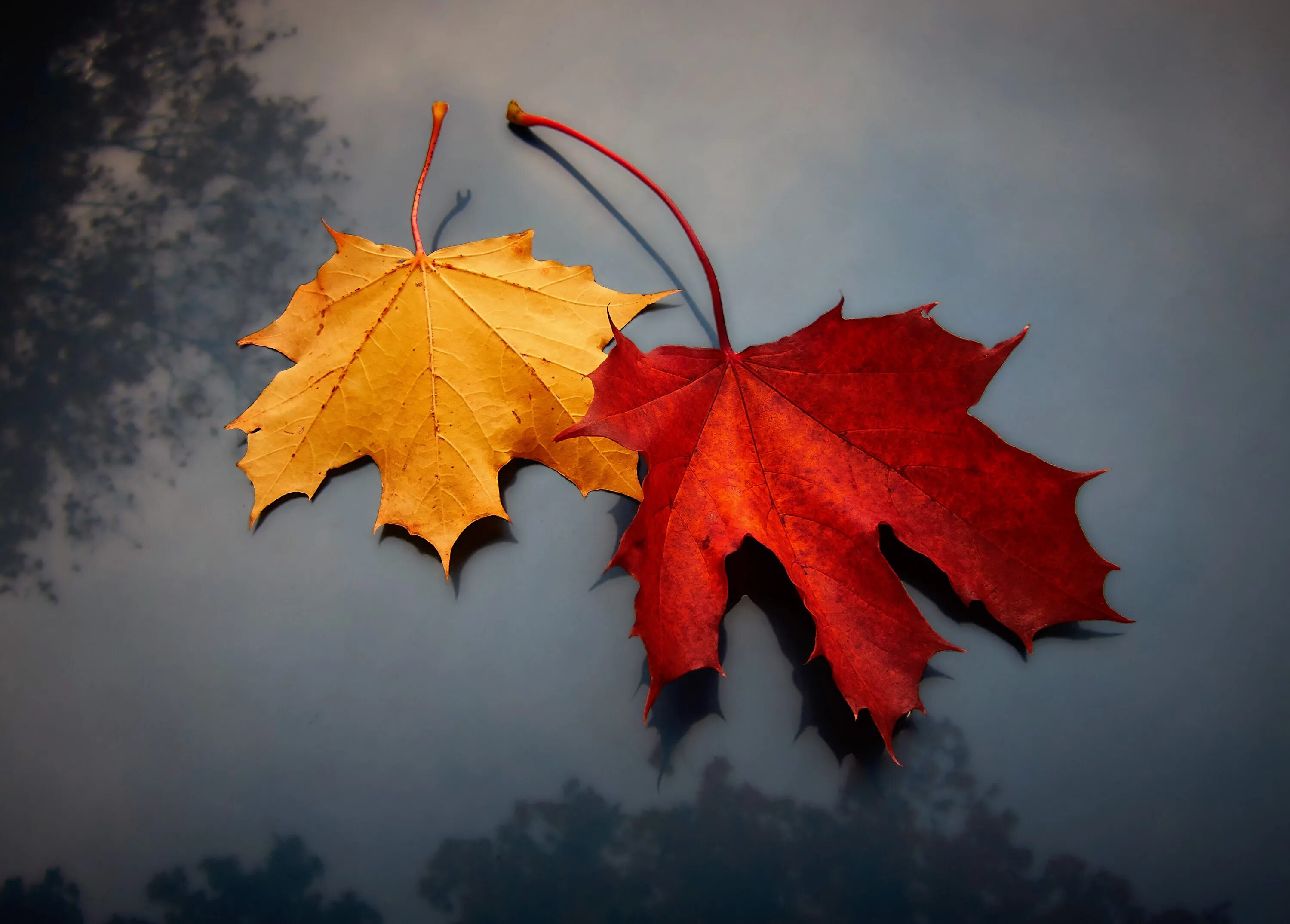 Осенние листья. Осенний лист последней. Листок на ветру. Красивые листья. Осенний лист последней.