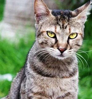 Кот мужского пола