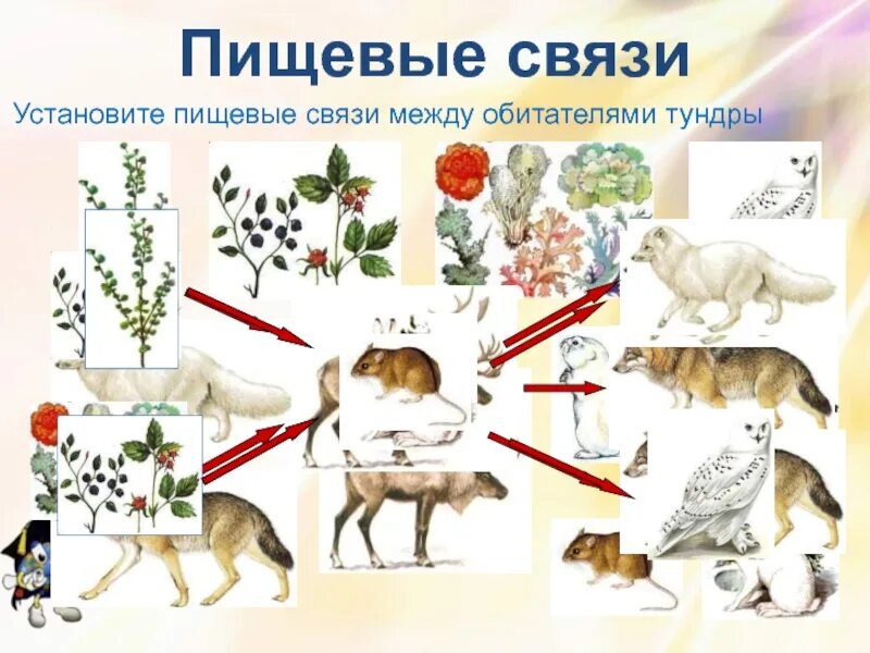 Пищевые связи. Пищевые связи окружающий мир. Пищевая сеть тундры. Формы пищевых связей.