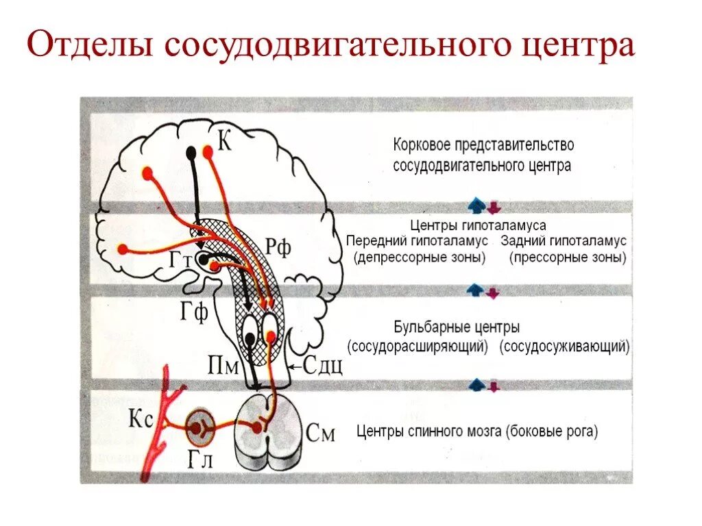 Сосудодвигательный центр продолговатого мозга. Отделы сосудодвигательного центра физиология. Сосудисто двигательный центр продолговатого мозга. Строение сосудодвигательного центра продолговатый мозг. Центры управления сердечно сосудистой