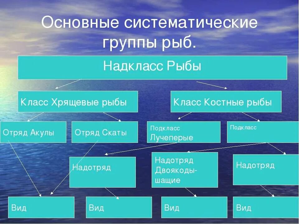 Надкласс рыбы схема. Основные систематические группы костных рыб. Характеристика отрядов хрящевых рыб. Классификация хрящевых рыб.