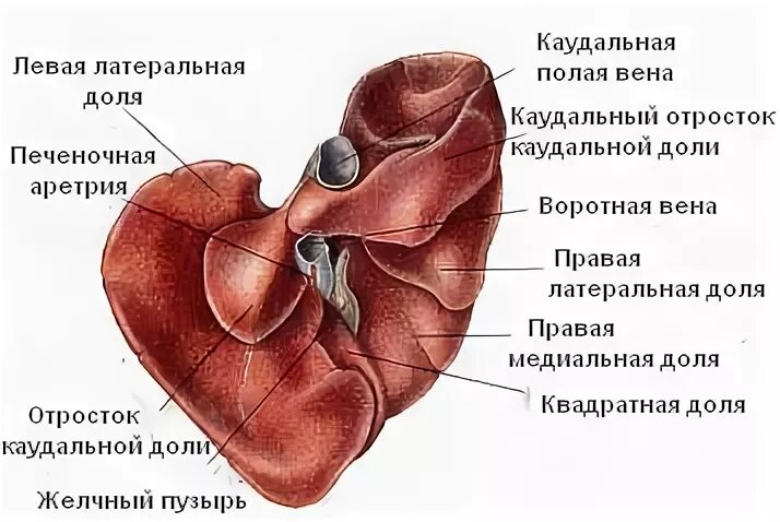 Желчный пузырь у кошек. Строение печени КРС. Печень собаки анатомия строение. Печень свиньи анатомия. Печень свиньи строение.