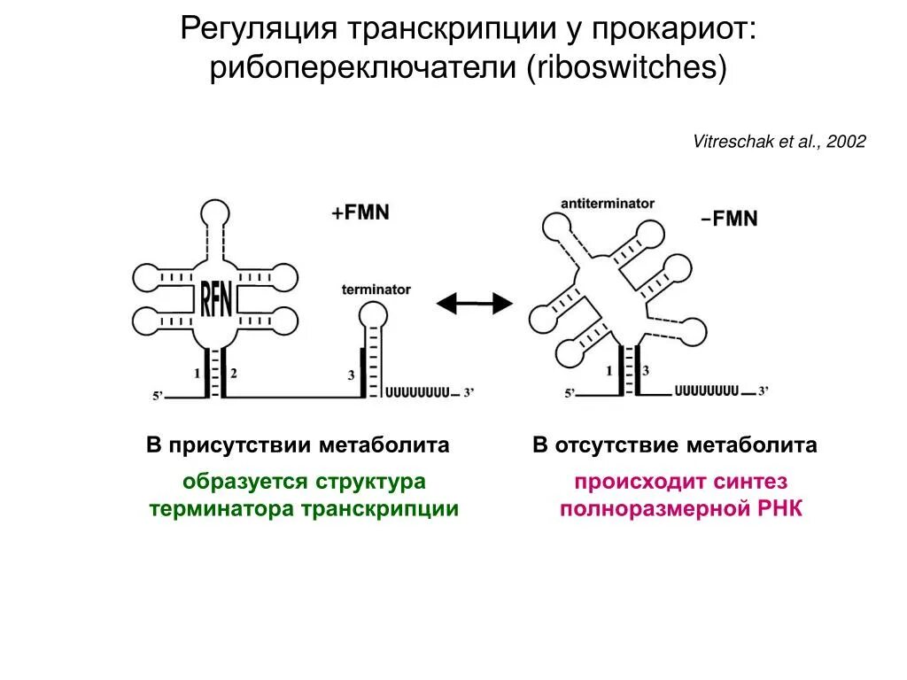 Терминатор рнк. Рибопереключатели. транскрипция у прокариот. структура терминатора прокариот. регуляция транскрипции и трансляции у прокариот.