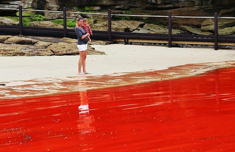 Красный прилив Флорида. Красный прилив. Красный пролив. Красная вода.