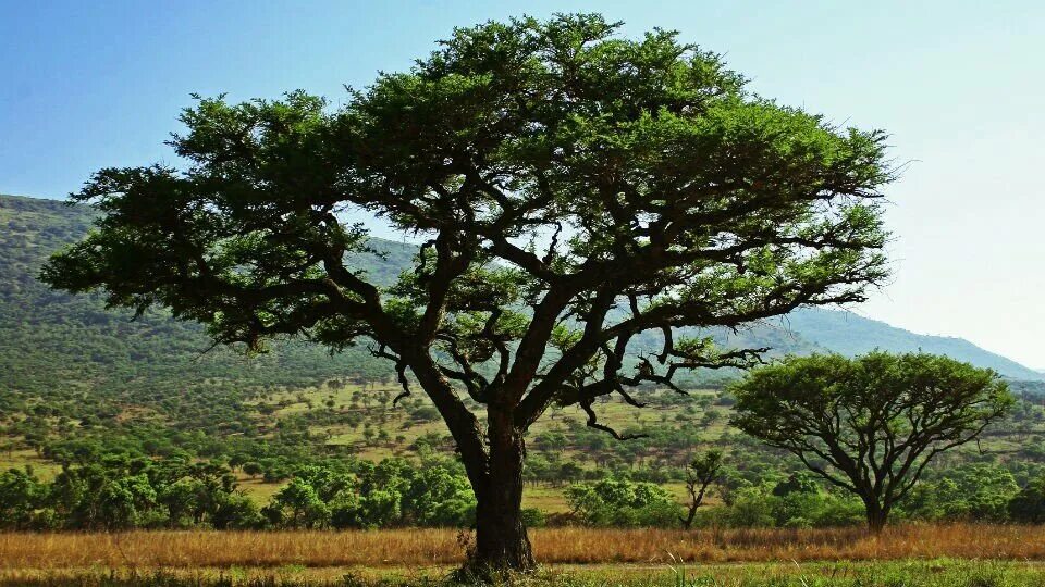 гренадил африканское чёрное дерево. черные виды дерева. дерево камерунский эбен. черные виды дерева. шелковица хартут.