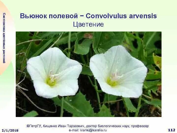 вьюн буквы звуки. вьюн буквы звуки. таблица фонетического разбора букв 1 класс. звуко-буквенный разбор слова образец. гласные звуки в русском языке 1 класс таблица.