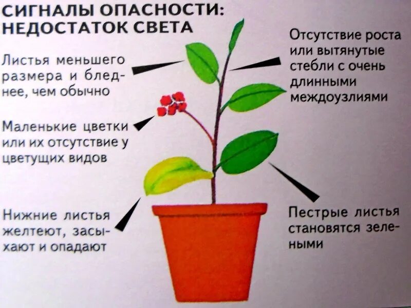 Недостаток освещения. Недостаток света у растений. Растение при недостатке света. Недостаток освещения у растений. Признаки недостатка света у растений.