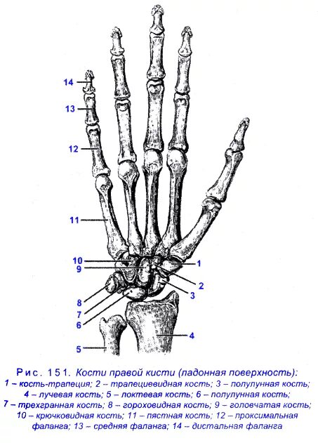 Кости руки сколько