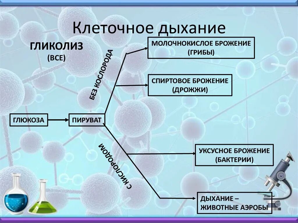 Изменения дыхания клеток. Схема процесса клеточного дыхания. Основные этапы клеточного дыхания. Клеточное дыхание этапы и процессы. Признаки кислородного этапа клеточного дыхания.