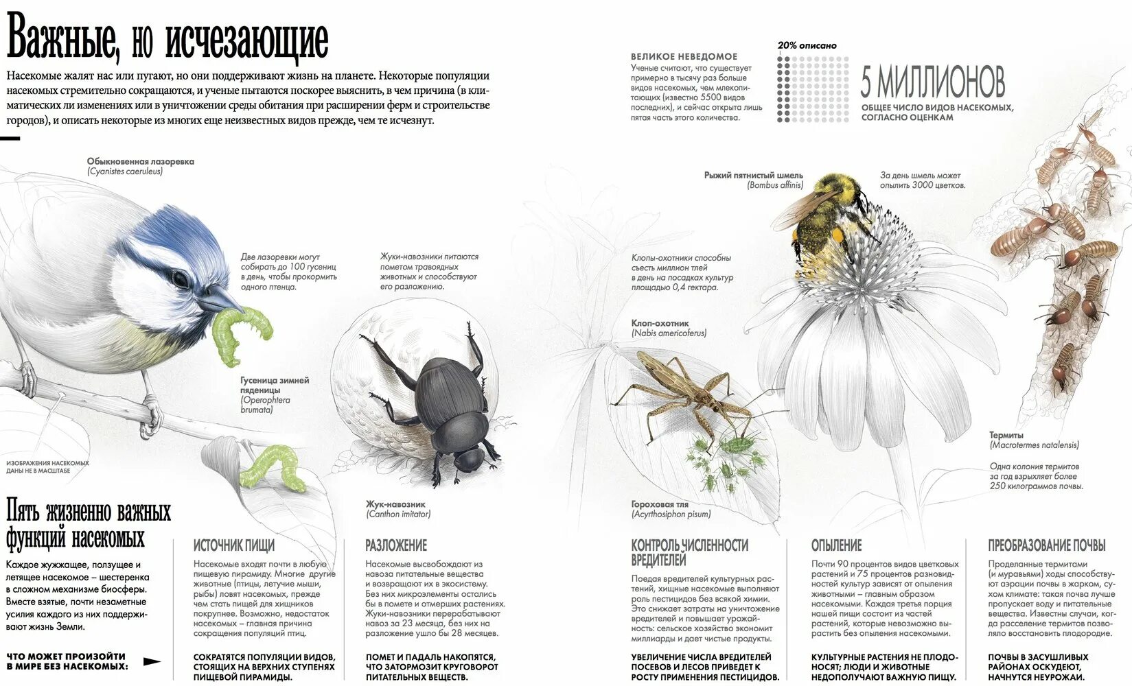 Исчезновение насекомых. Снижение численности насекомых. Вымирание насекомых. Методы сокращения численности насекомых вредителей схема.