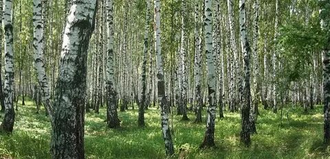 Караоке березовая роща