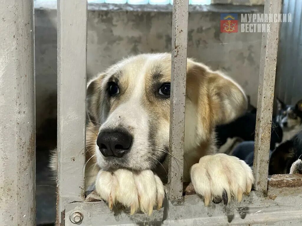Приют для животных североморск. Животные в приюте. Приют в мурманске. Приют в мурманске. Приют для животных мурманск.