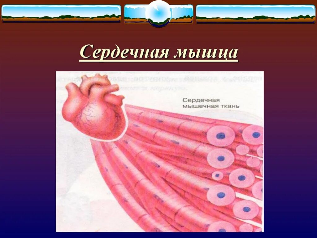 Сердечная мышца представлена тканью. Сердечная мышца человека. Serdechnaya Mishca. Сердечная мышца представляет собой.