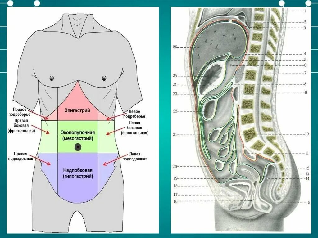 Зоны живота. Эпигастральной области живота. Области живота схема. Где находится эпигастрий у человека. Эпигастрии справа