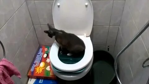 Месячный котенок туалет