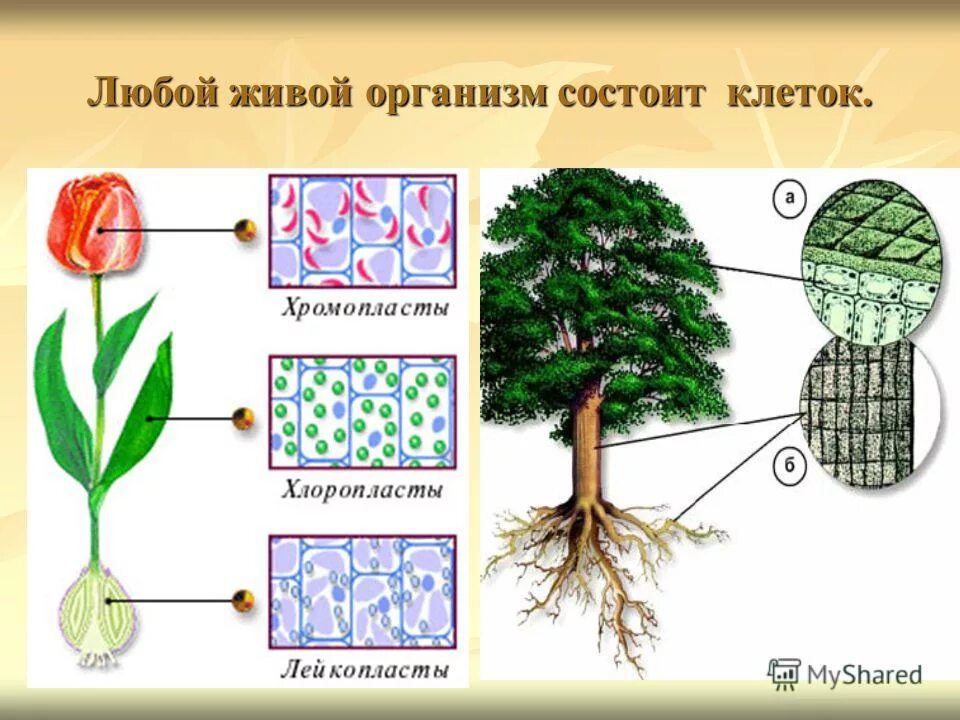 Живые организмы состоят из клеток. Клетка состоит из. Растения состоят из клеток. Организм растения состоит из.