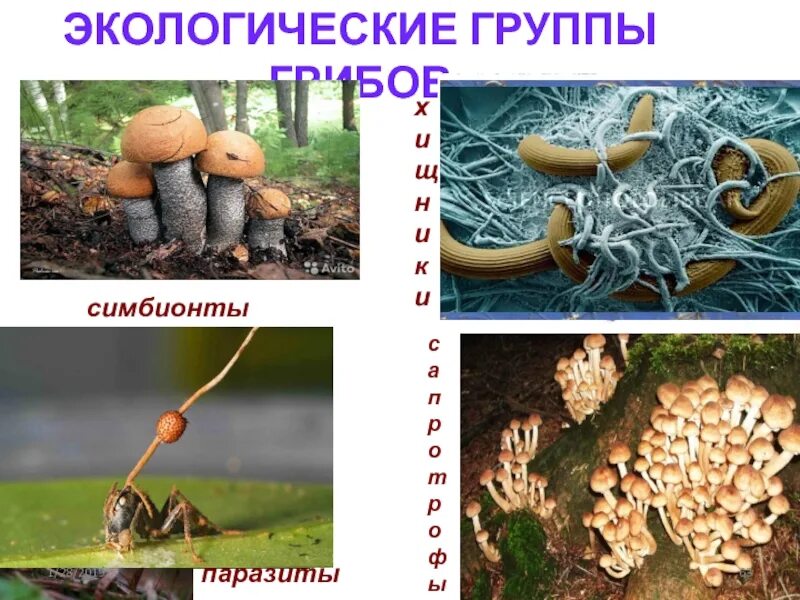 сапротрофы способы питания. сапротрофы способы питания. питание бактерий и грибов биология 6. сапротрофы способы питания. питание грибов сапротрофов.