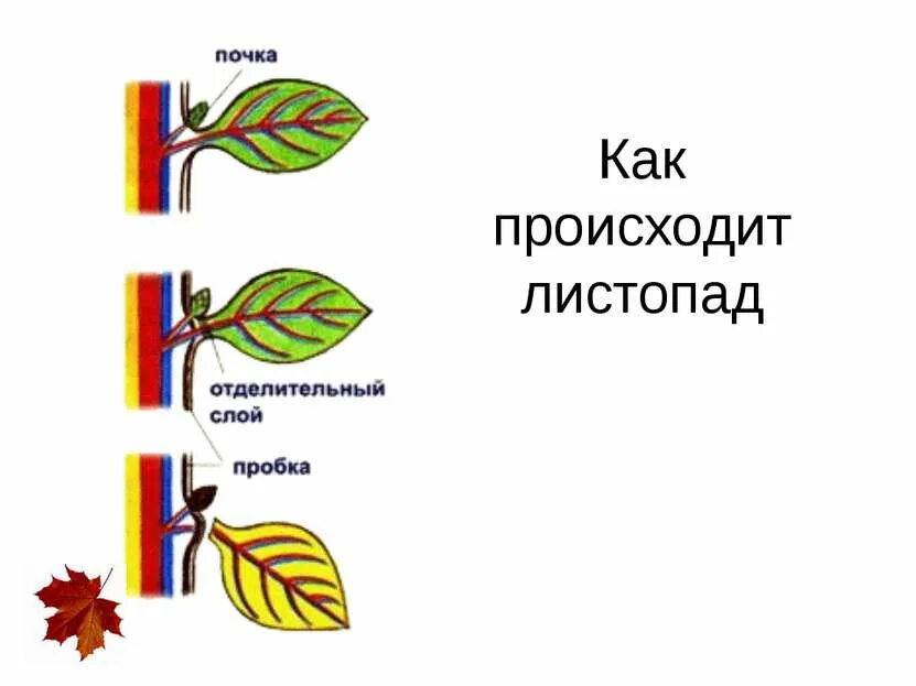 Листопад урок 6 класс. Листопад схема биология 6 класс. Схема процесса листопада. Образование пробкового слоя у основания черешка листа. Как происходит листопад.