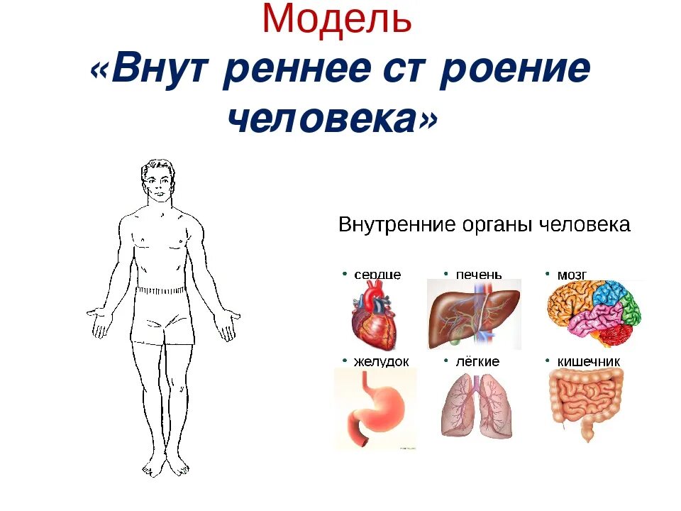 Модель органов человека. Модель внутреннее строение тела человека. Модель аппликация внутреннее строение тела человека. Макет внутреннего строения человека. Внутренние органы человека 2 класс.