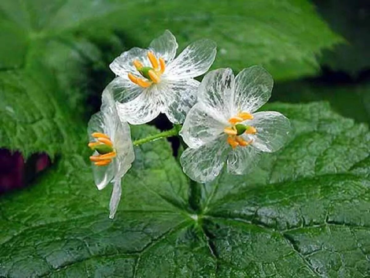 Двулистник грея фото. Двулистник грея. двулистник (skeleton flower). растение двулистник грея. прозрачный цветок двулистник грея.