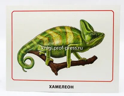 Хамелеон тюмень